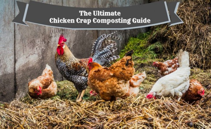 The Ultimate Chicken Poop Composting Guide
