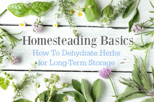 Homesteading Basics: How To Dehydrate Herbs for Long-Term Storage