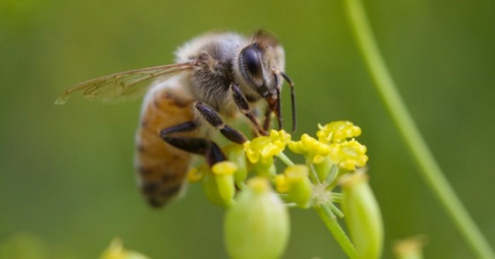 EPA Acknowledges Neonics’ Harm to Bees, Then ‘Bows to Pesticide Industry’