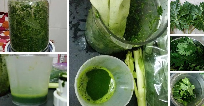 extract-papaya-leaf-juice