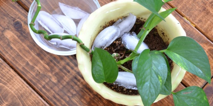 The Ice Cube Trick That Will Save Your Houseplants