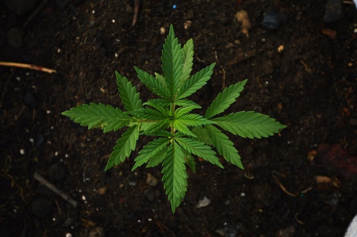 South Carolina Considers Legalizing Medical Marijuana