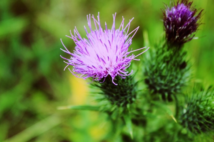 40 Amazing Benefits of Milk Thistle