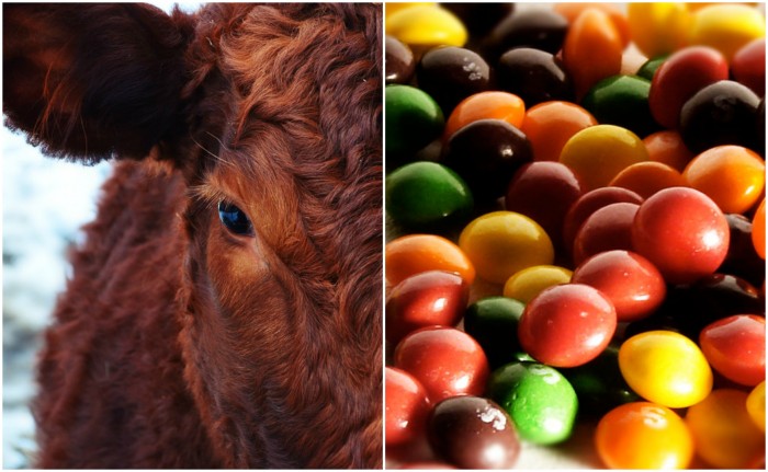 Skittles Highway Spill Reveals Feed Run to Cattle Lot