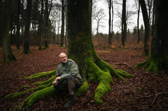 Forest Ranger Explains How Trees Have Social Networks And Complex Relationships