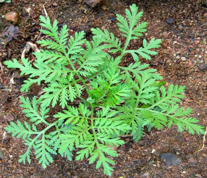 This Chinese Herb (+ Iron) Kills Cancer Cells in 16 Hours