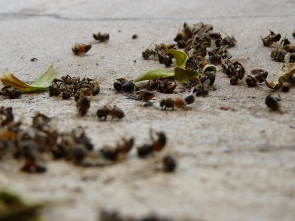 Thousands Of Dead Bees Wash Up On Florida Beach