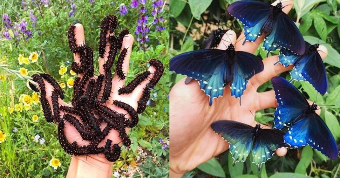 Man Repopulated Entire City With Butterflies From His Own Backyard