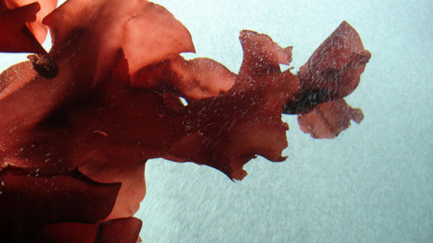 Red Seaweed A Natural Aid To Prevent Cancer Growth