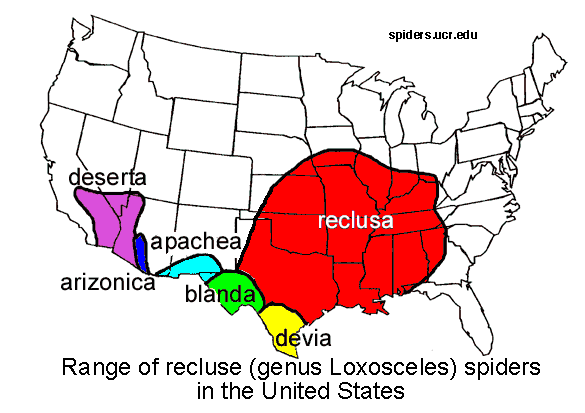 brown recluse map
