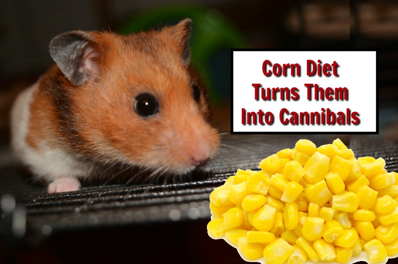 corn diet cannibals