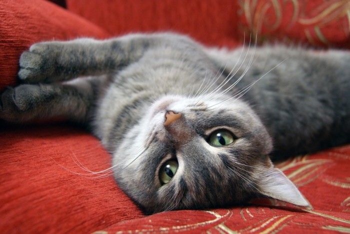Study That Found Endocrine Disruptors In Cats Raises Questions About Humans