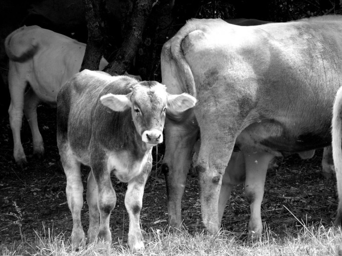 Ottawa Farmer Appeals Raw Milk “Cease and Desist” Order