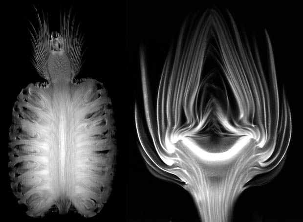 Someone Scanned Fruits And Vegetables Under An MRI – Amazing