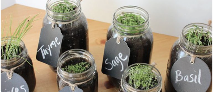 grow endless herbs mason jars