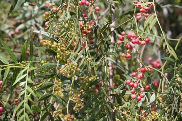 Nature Comes To The Rescue Again – Peppertree Disarms Most Dangerous Bacteria
