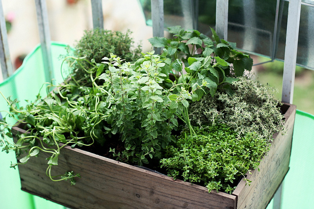 How To Prepare an Herb Garden in Winter