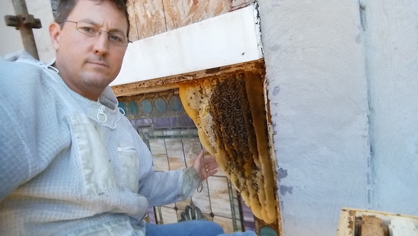 beekeepers losses