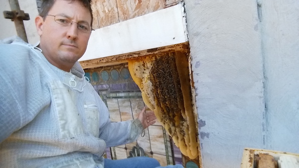 Maryland Beekeepers Ended 2016 with Another Year of Heavy Losses