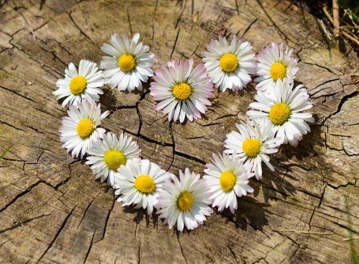 Daisy Benefits for Skin, Heart, Cancer, Lungs and Joints