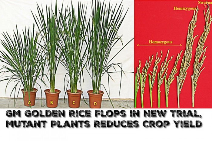 GM Golden Rice Flops in New Trial, Mutant Plants Reduces Crop Yield
