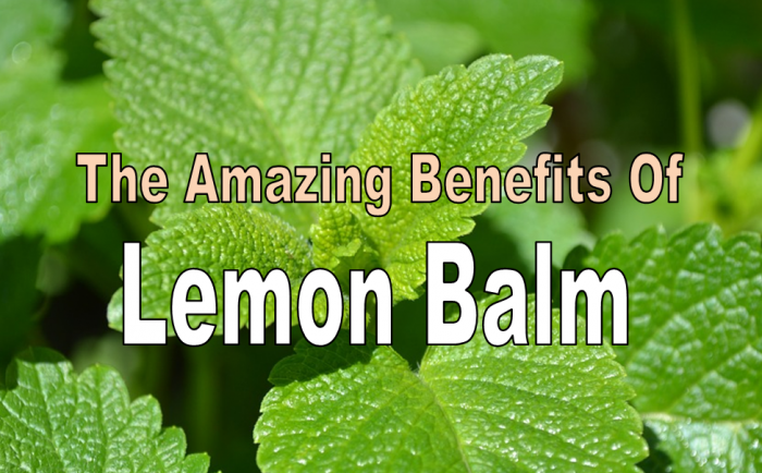 Lemon Balm Benefits And Reasons Why You Should Grow It In Your Garden
