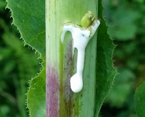 You Have a MorphineLike Painkiller Growing In Your Backyard