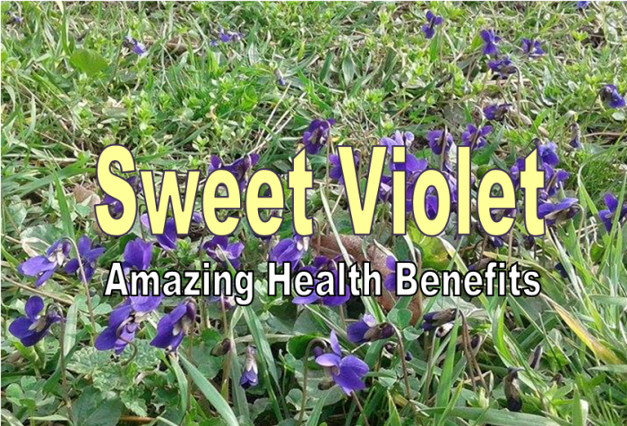Sweet Violet – Amazing Health Benefits Including Asthma, Depression & Cancer