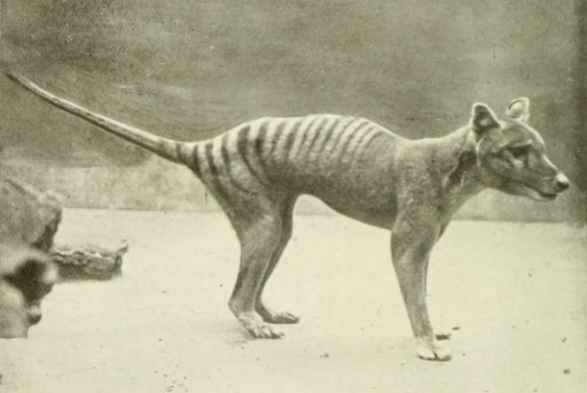 Scientists Now Looking For This Extinct Animal After Sightings [Look]