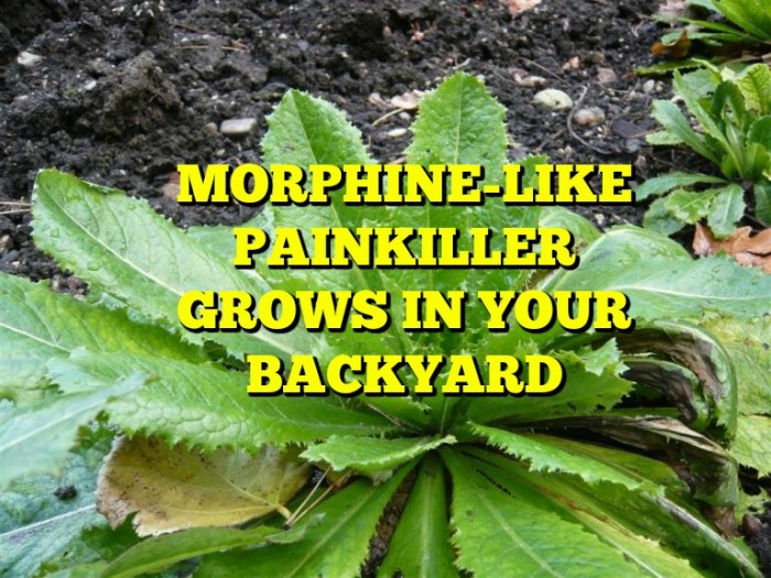 You Have a Morphine-Like Painkiller Growing In Your Backyard