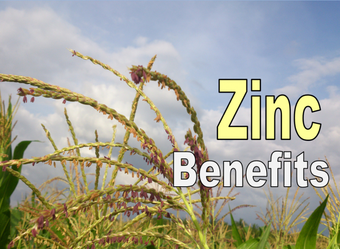 Zinc Benefits, Including Immunity, Fertility, Fighting Cancer