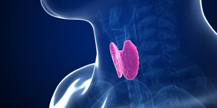 Why Your Thyroid Needs Selenium and How To Get It