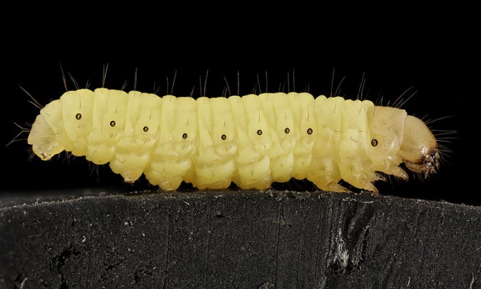 Worm Eats Plastic – Is This Really Good for The Earth?