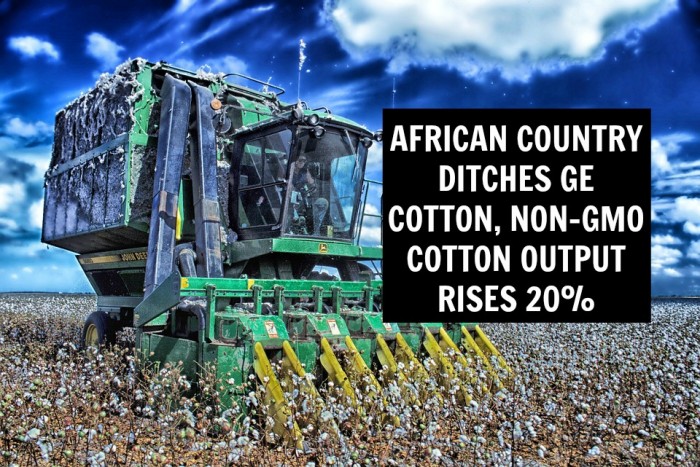 African Country Ditches GE Cotton, Non-GMO Cotton Output Rises 20 Percent
