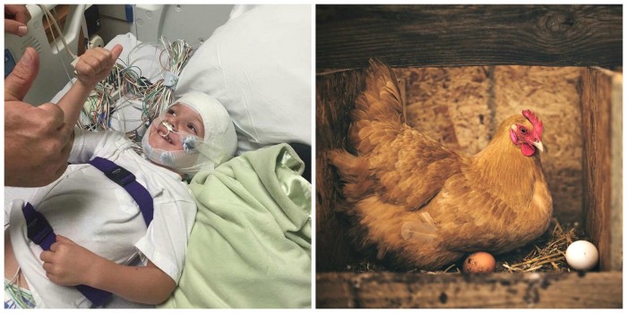 Woman Fights to Raise Chickens in Backyard – Life and Death Situation for Son