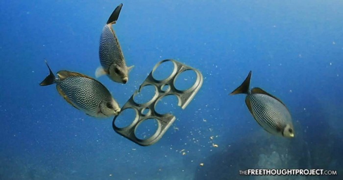 Brewery Develops Edible 6-Pack Rings to Save Marine Life, Reduce Plastic Waste