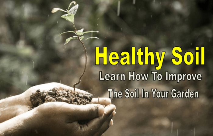 9 Ways To Improve The Soil Health In Your Garden
