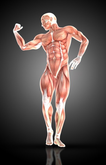 man-muscles