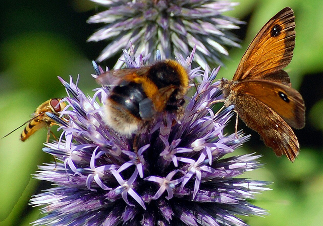 April Showers Bring May Flowers (for Pollinators)