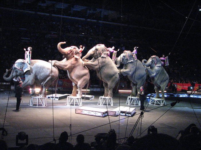 Ringling Bros. and Barnum & Bailey Circus Just Officially Closed Down