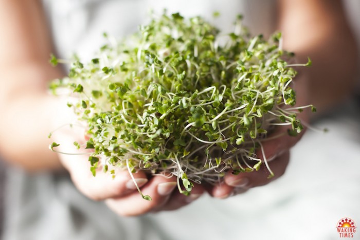 Sulforaphane – The Miracle Compound You’ve Never Heard Of