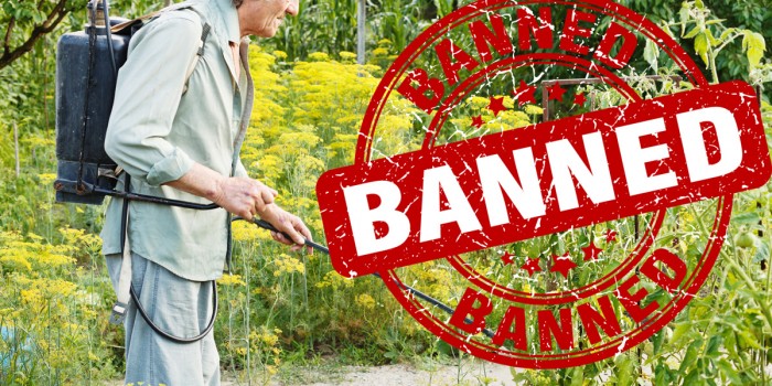 Glyphosate Should Be Banned By EPA And The Law—It’s A Hormone Disruptor