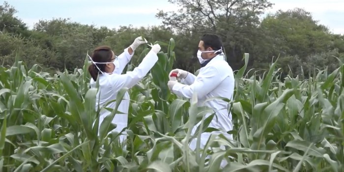 Illegal GMO Roundup Ready Corn Found Growing in Bolivia