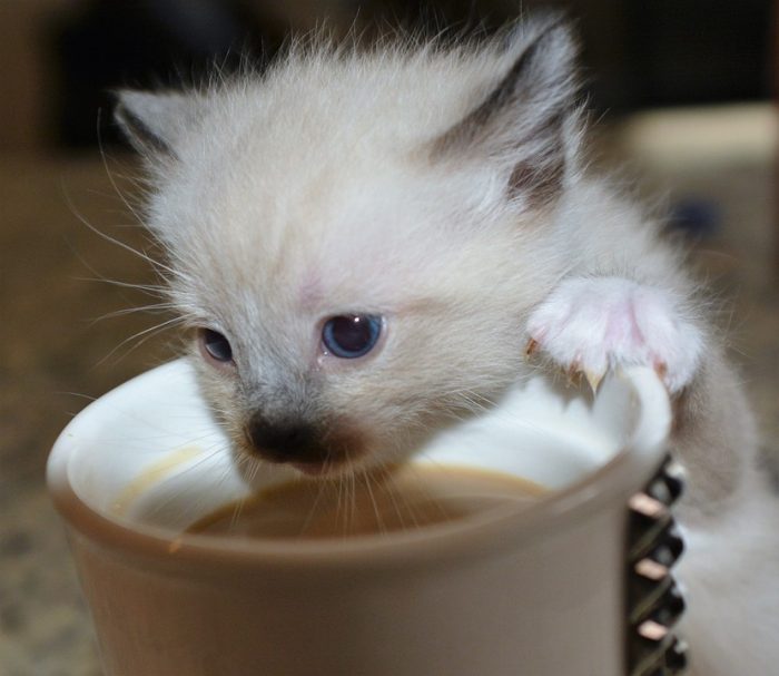 Would You Like a Cat with Your Coffee?