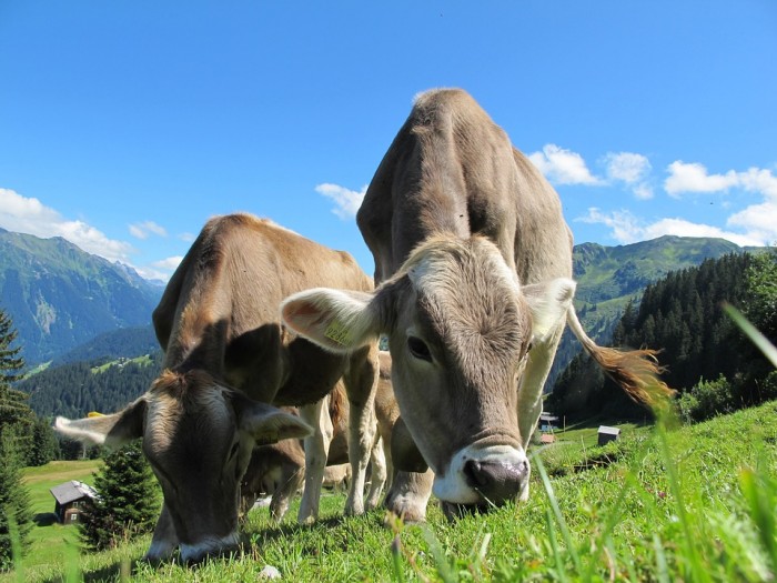 Cattle Rancher Warns About the Meat You’re Buying