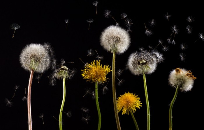 9 Amazing Facts you Should Know about Dandelion Root