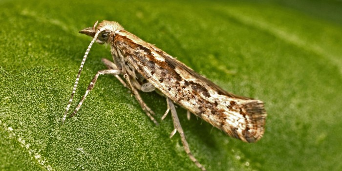 GE moths to be released in New York State?