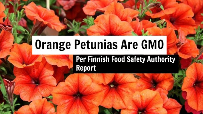 Orange Petunias Are GMO Per Finnish Food Safety Authority Report