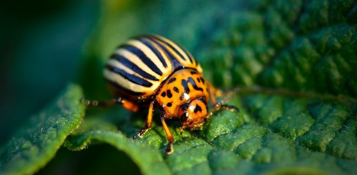 Keep These Garden Pests Out of Your Garden Naturally
