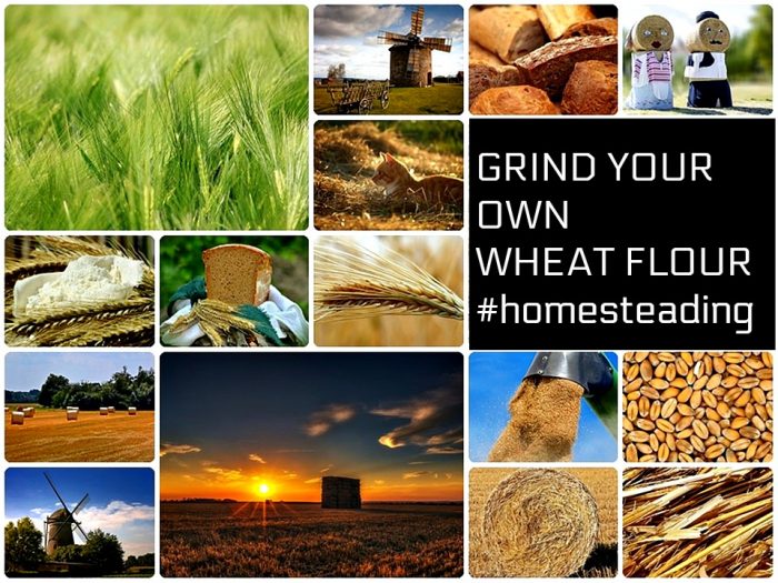 How to Process Your Own Wheat Flour – Full Instructional 5 Minutes
